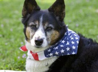 Labor Day Approaches! Here&#039;s What to Look for in Dog Sitters and Dog Boarding Facilities
