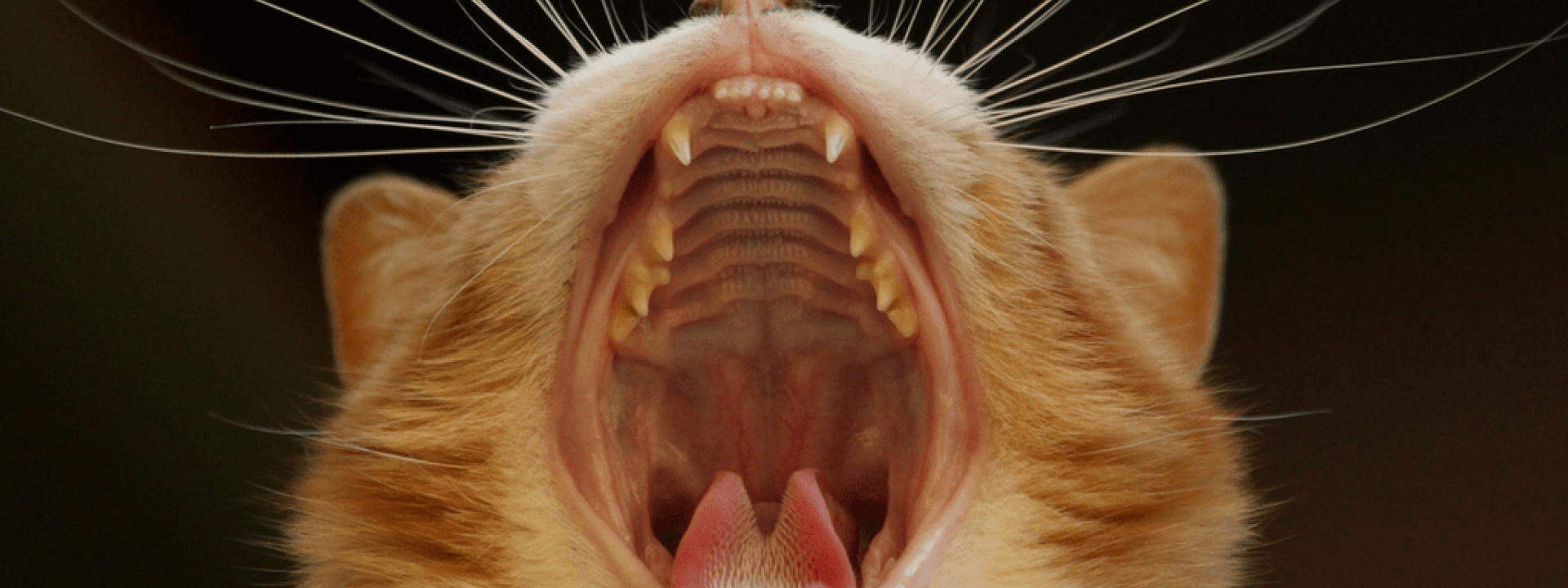 Cat-Dental-Health-Blog-Header.png