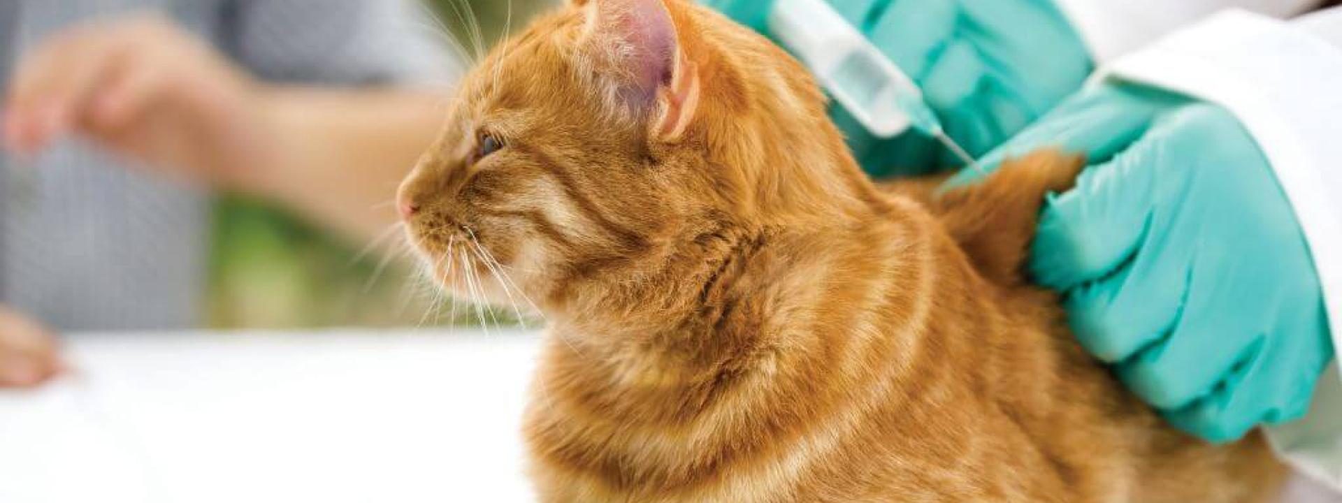 core and non-core vaccines for cats