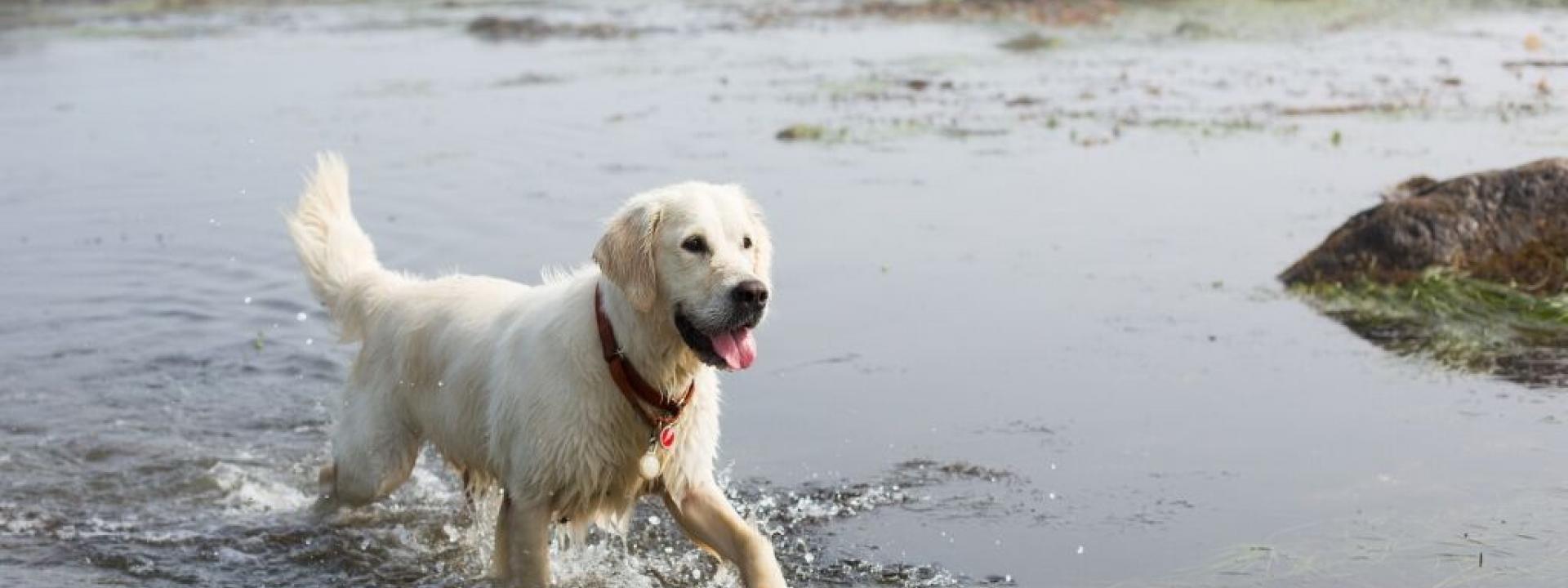 dogs-algae-blooms-dangers.jpg