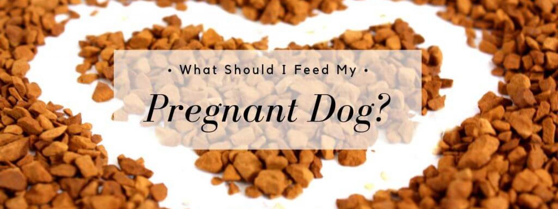 feed-pregnant-dog-blog-header.jpg