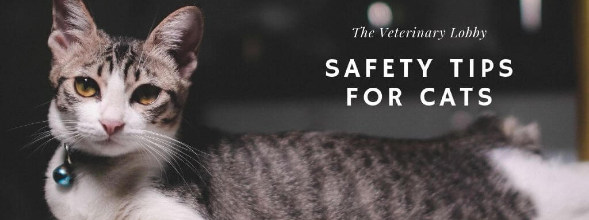 lobby-safety-cats-blog-header.jpg