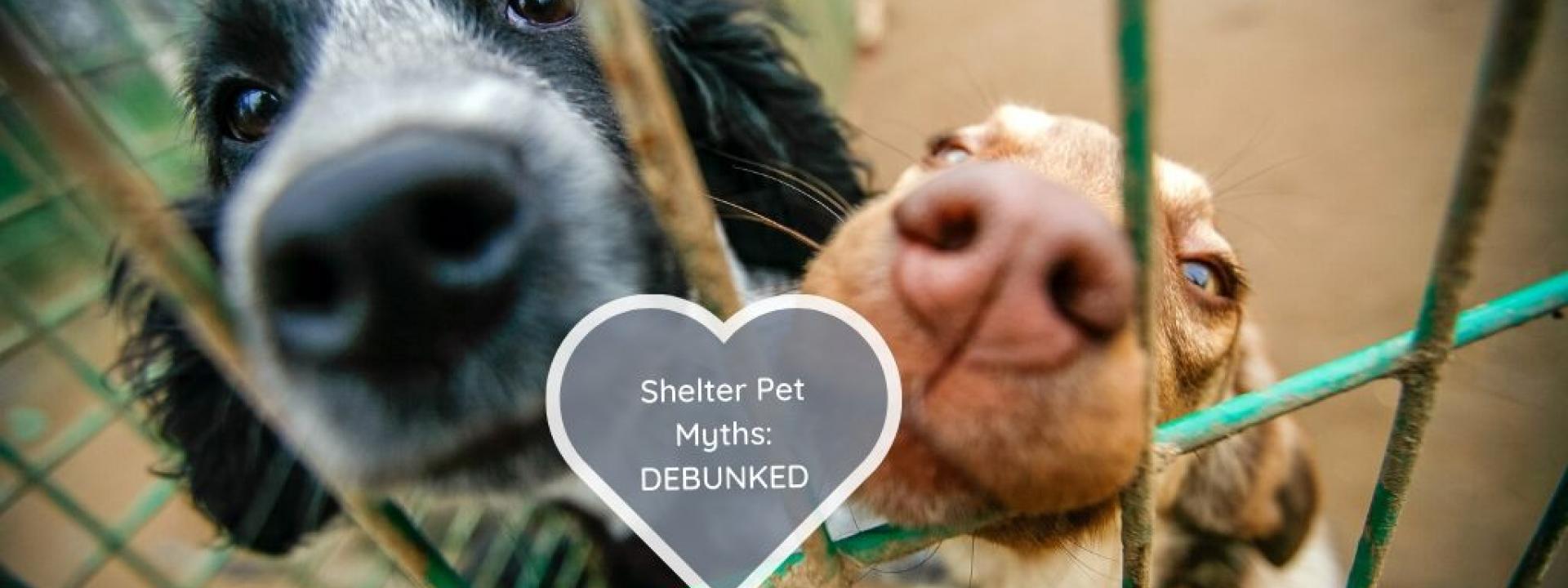 shelter-pet-myths-debunked.jpg