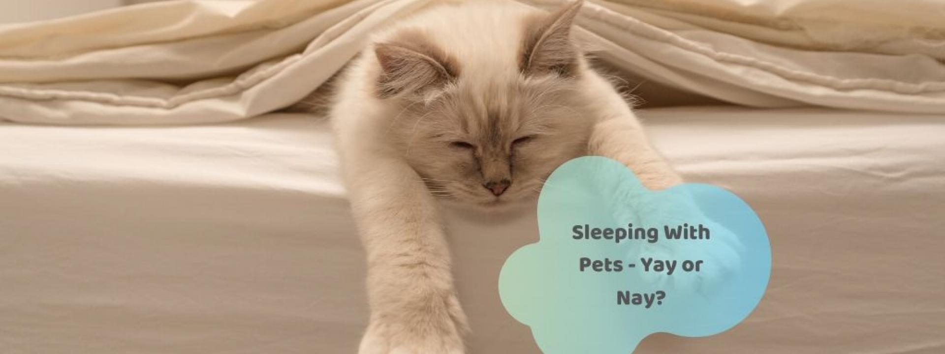 sleeping-with-pets-possible-health-issues.jpg