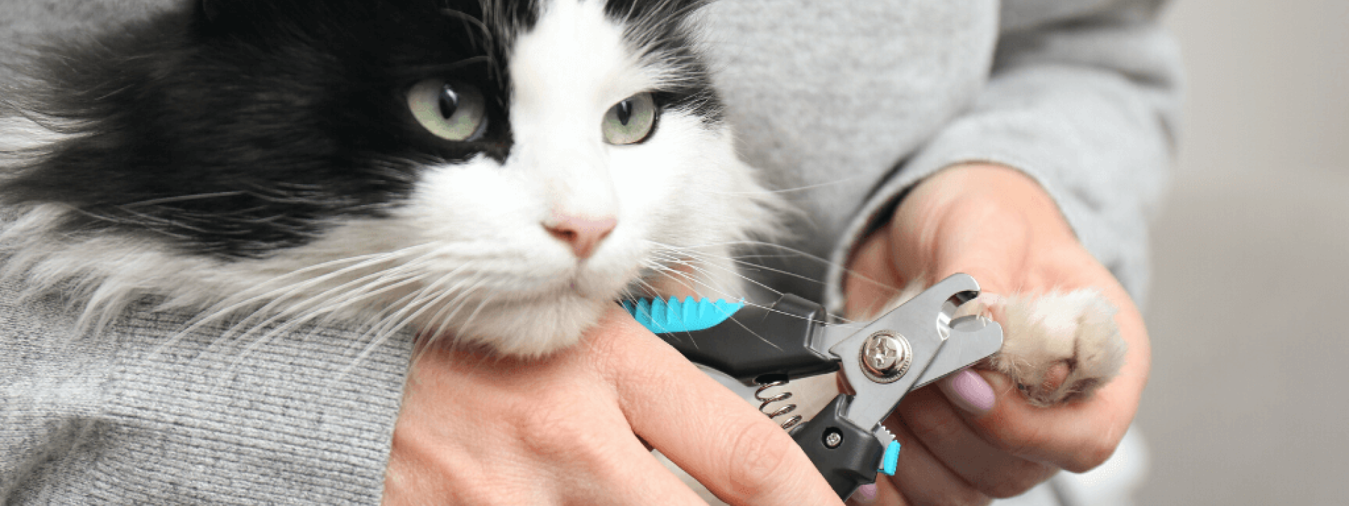Woman cutting claws of cute cat with clipper on grey background