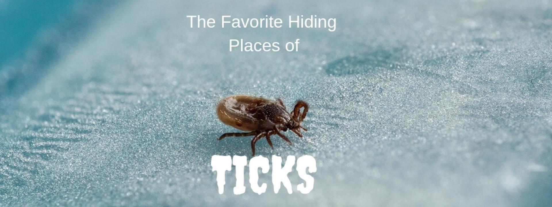 tick-hiding-blog-header.jpg