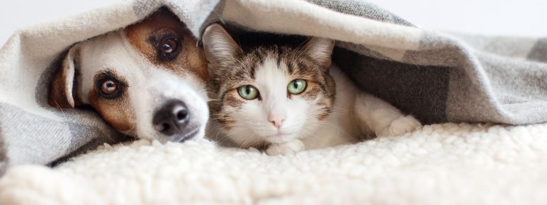 Senior dog and cat hiding under blanket